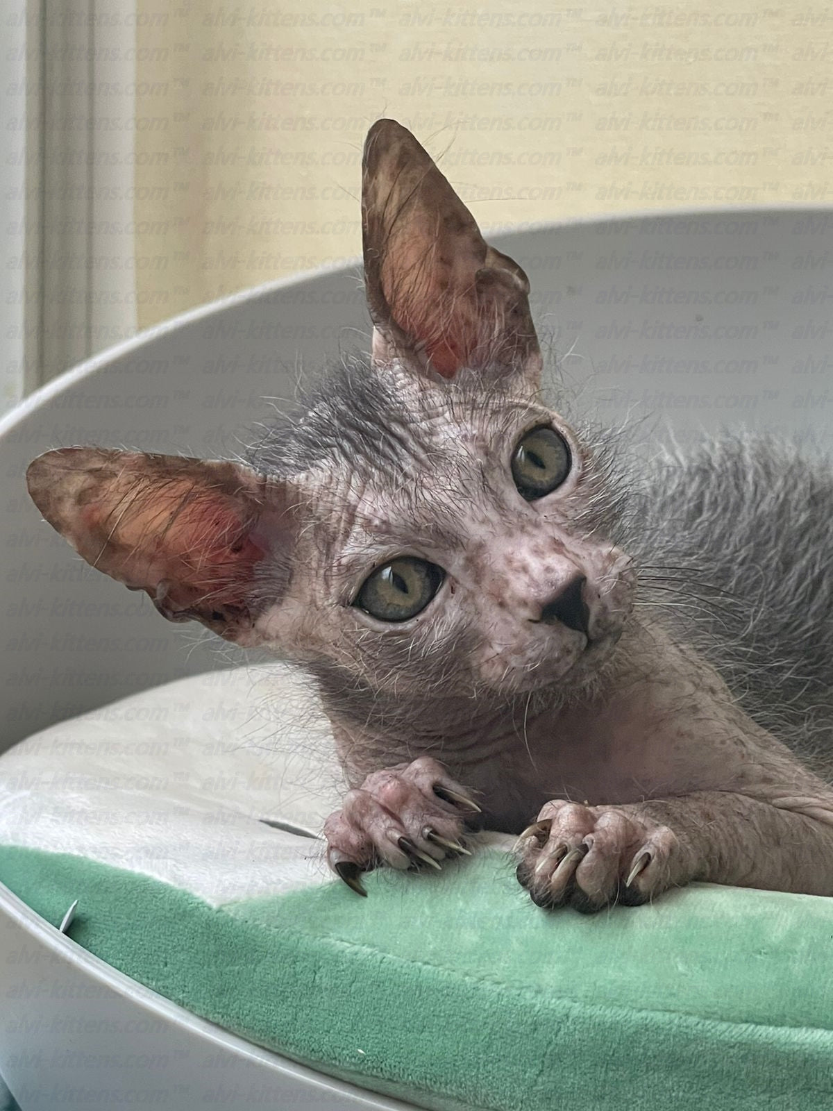 Lykoi "Lm-003z"