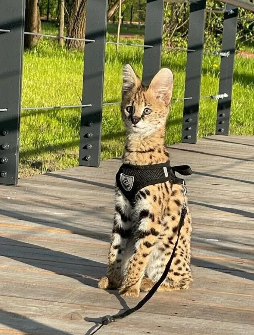 savannah kitten buy