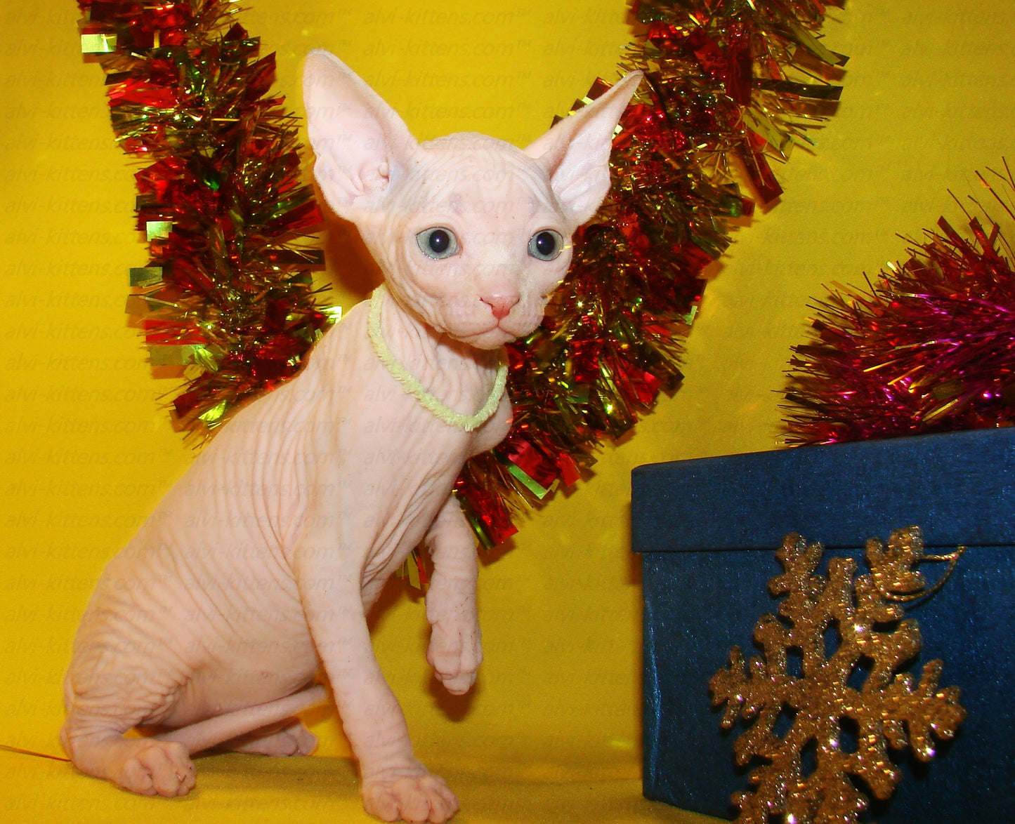 Canadian Sphynx "CSf-001"
