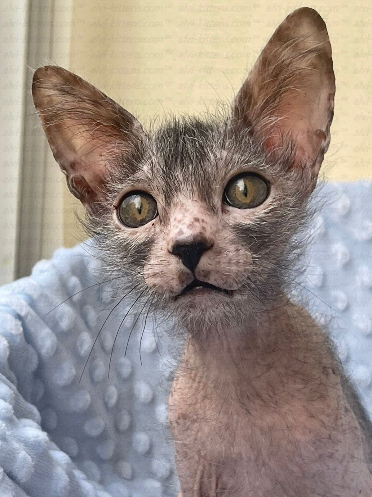 Lykoi "Lm-002g"