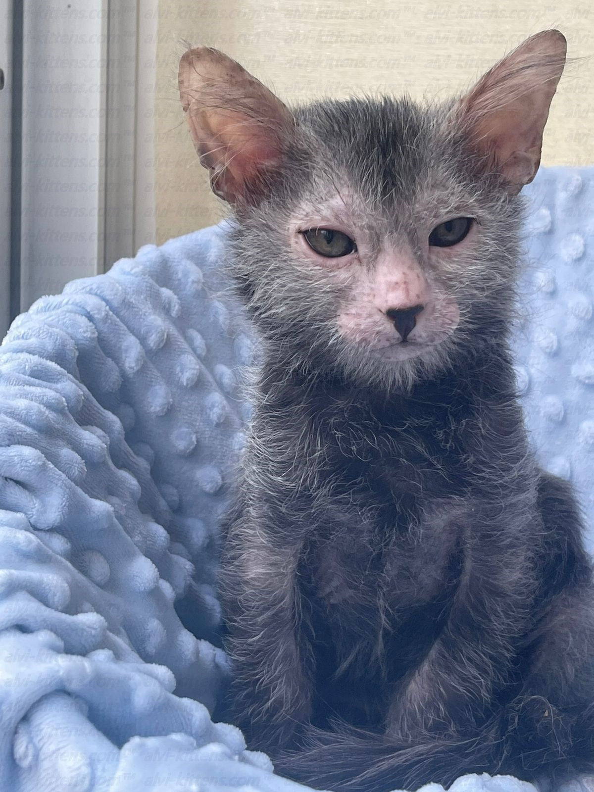 Lykoi "Lm-001j"