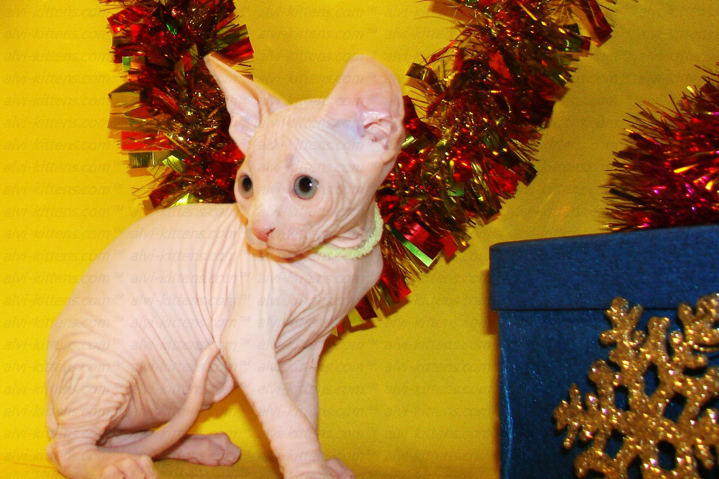Canadian Sphynx "CSf-001"