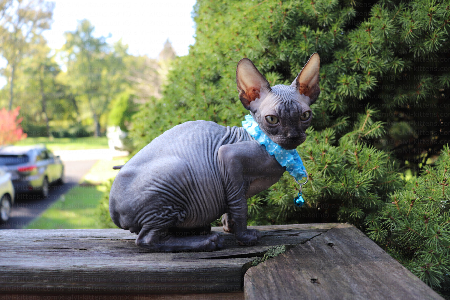 canadian sphynx cat price