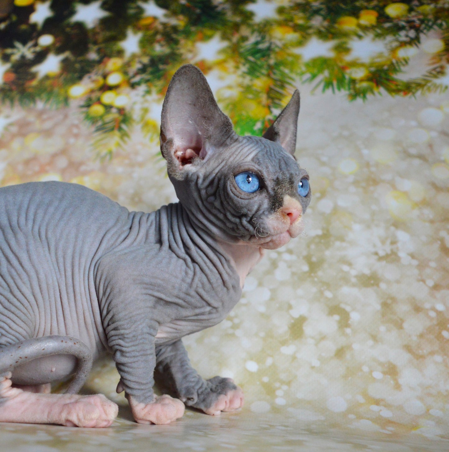 Canadian sphynx kitten DBE Jana M