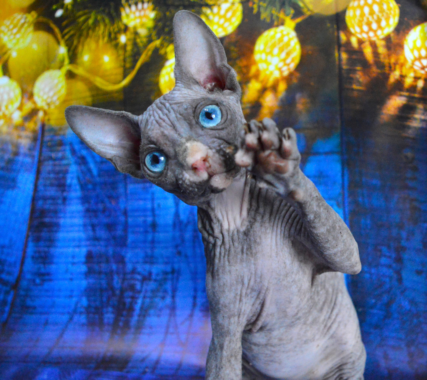 Canadian sphynx kitten DBE Jana F