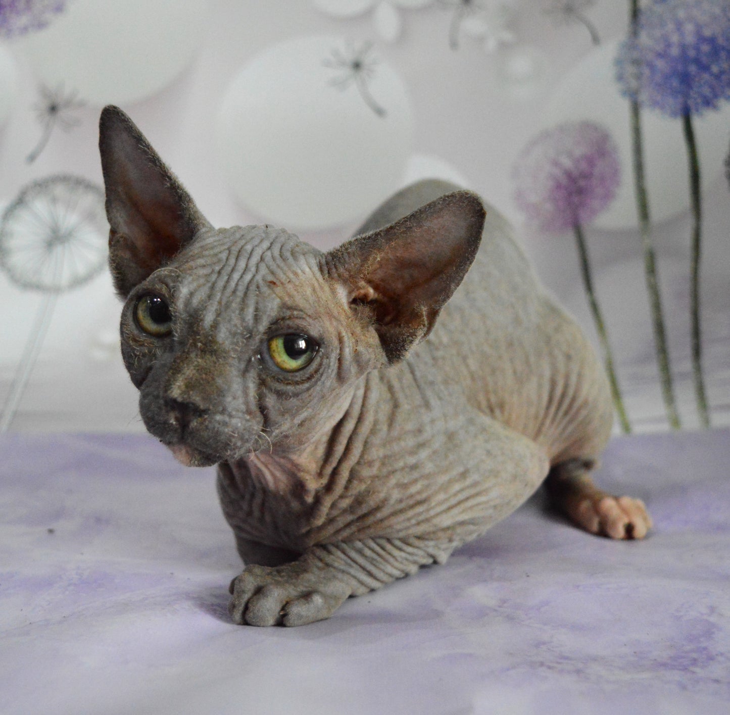Canadian sphynx kitten DBE Jana F