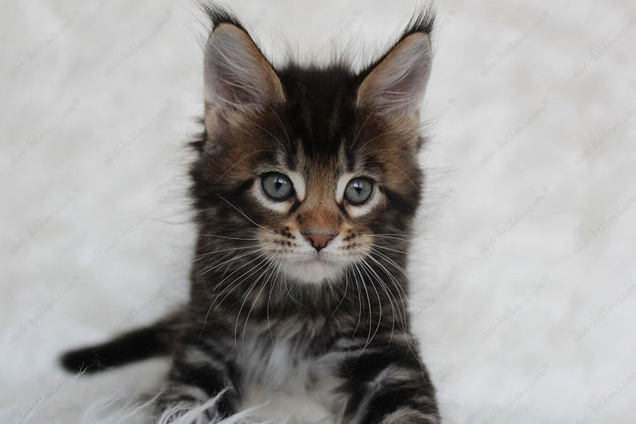 Maine Coon Kitten Name "Prince"