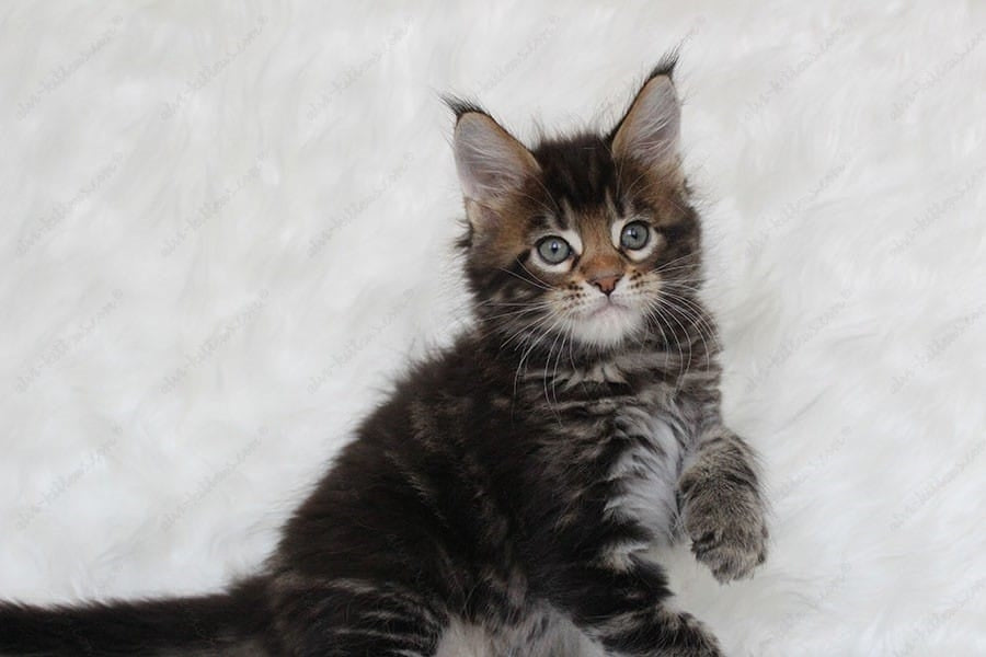 Maine Coon Kitten Name "Prince"
