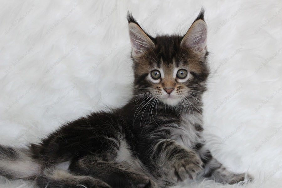 Maine Coon Kitten Name "Patricia"