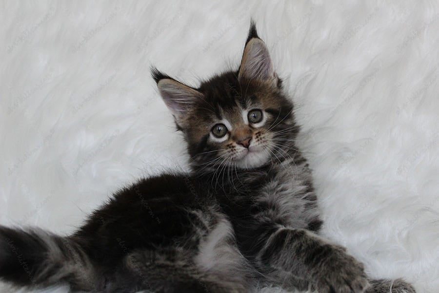 Maine Coon Kitten Name "Patricia"