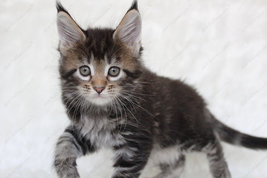 Maine Coon Kitten Name "Patricia"