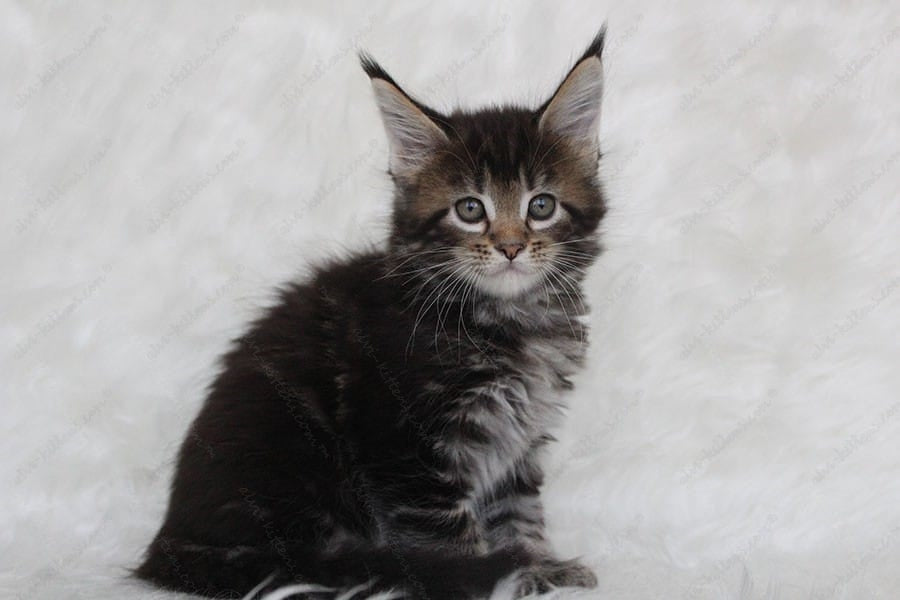 Maine Coon Kitten Name "Patricia"
