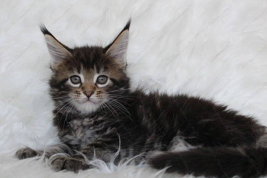 Maine Coon Kitten Name "Patricia"