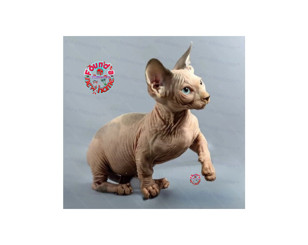 Bambino Cat Name "Bm-01"