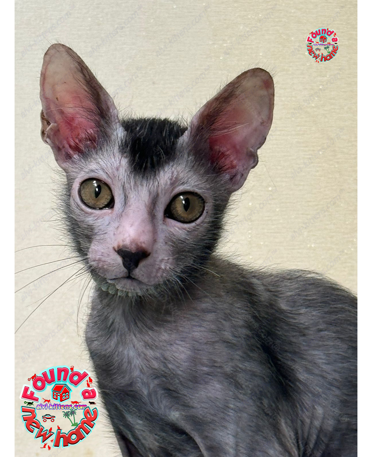Lykoi Kitten Name "Winston"