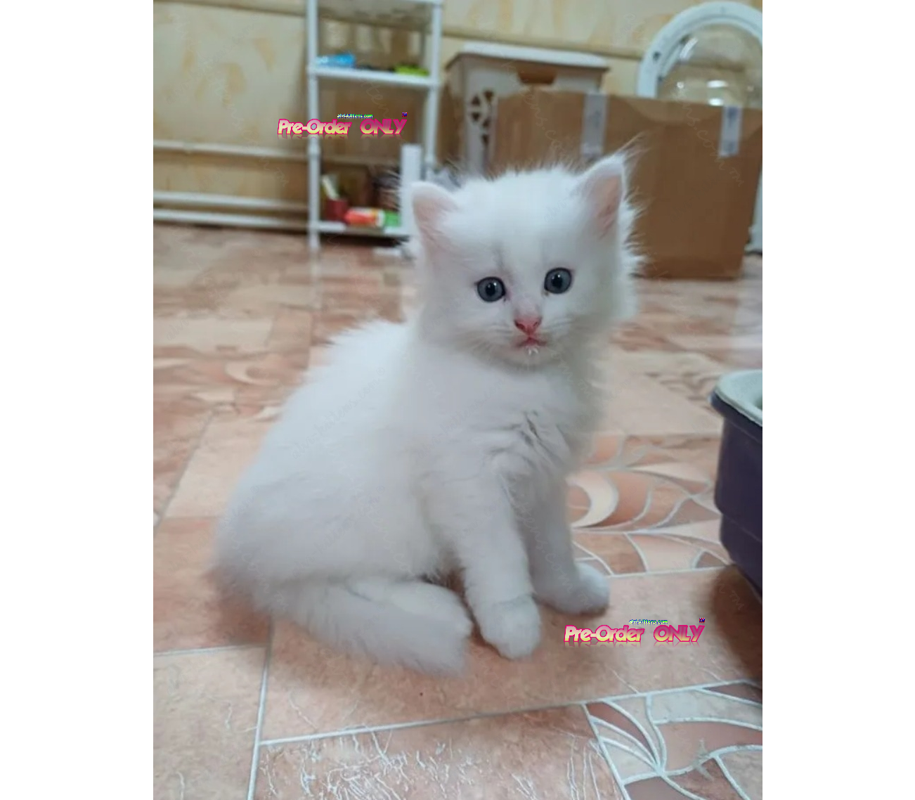 Maine Coon Kitten Name "MCm-002" **DEAF**