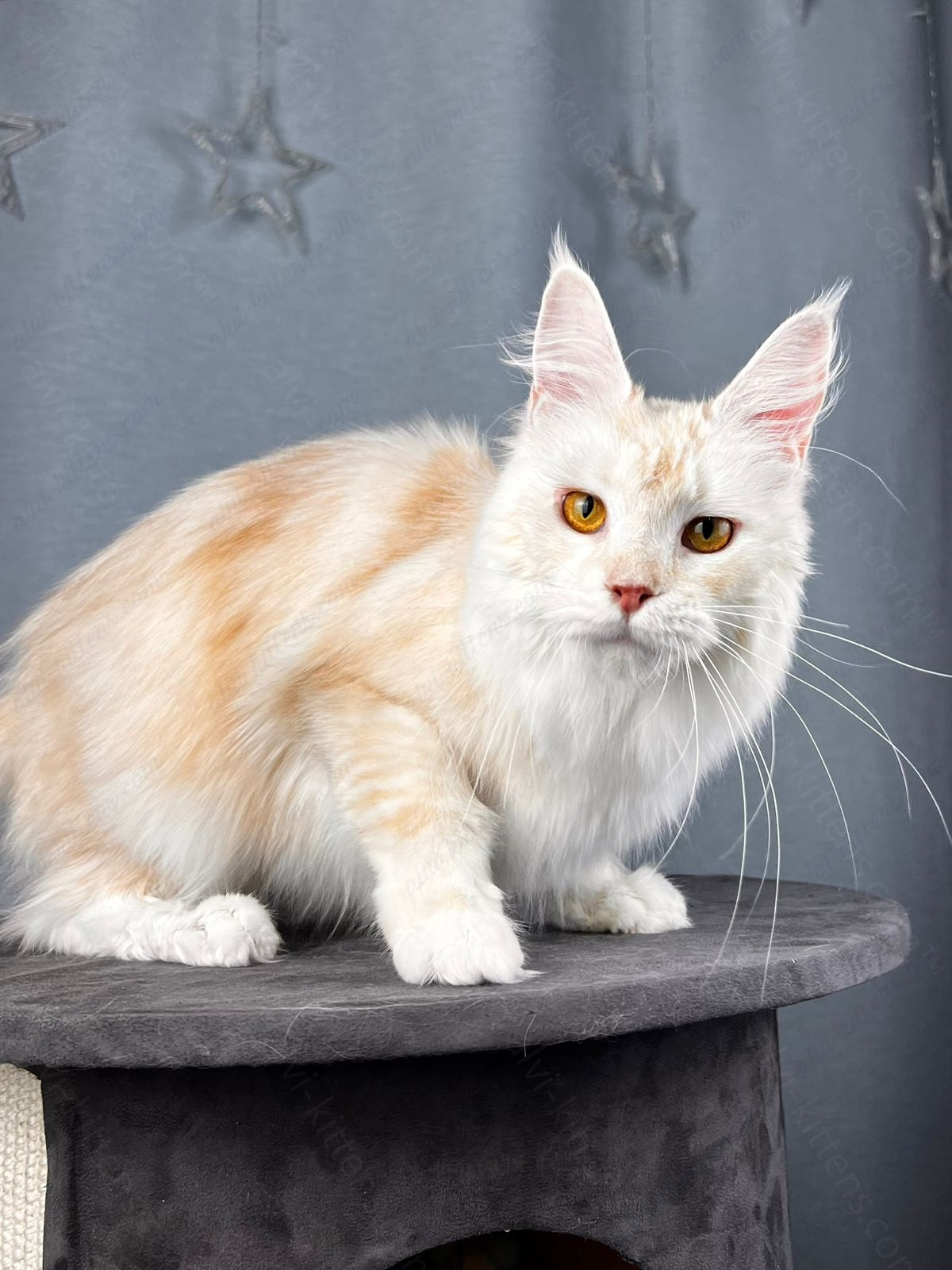 Maine Coon Cat Name "Milana"