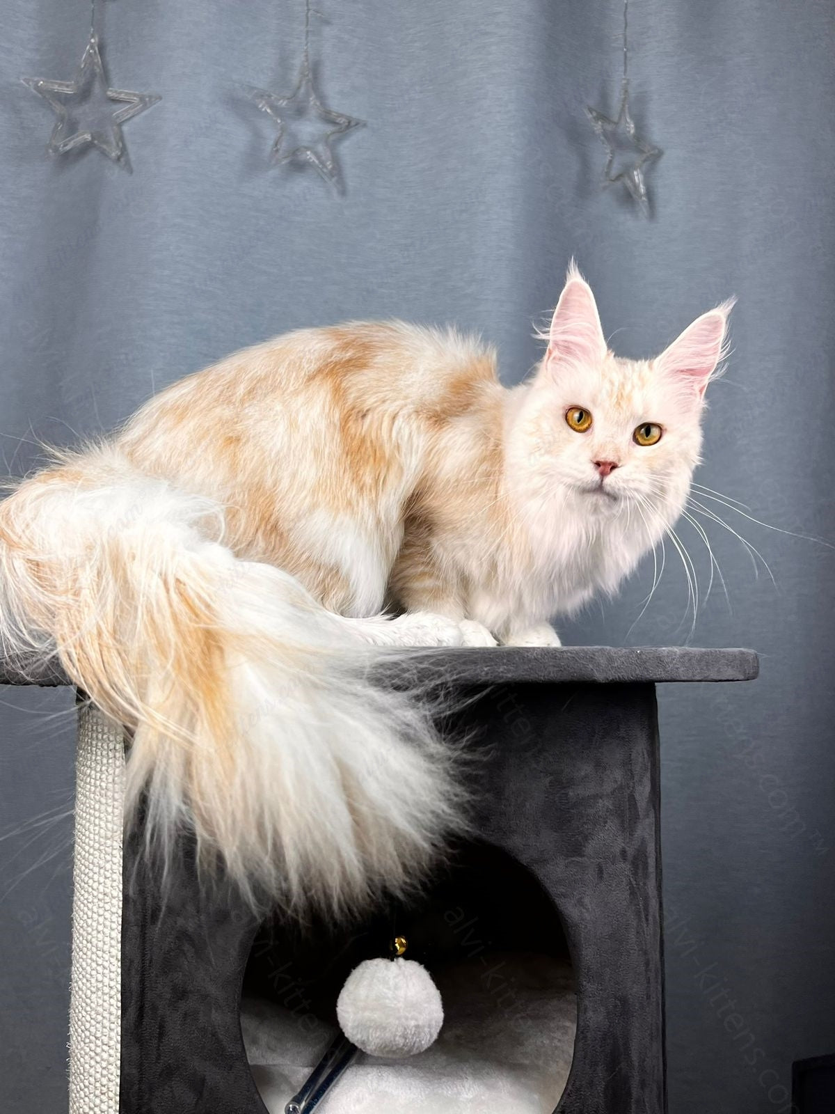 Maine Coon Cat Name "Milana"