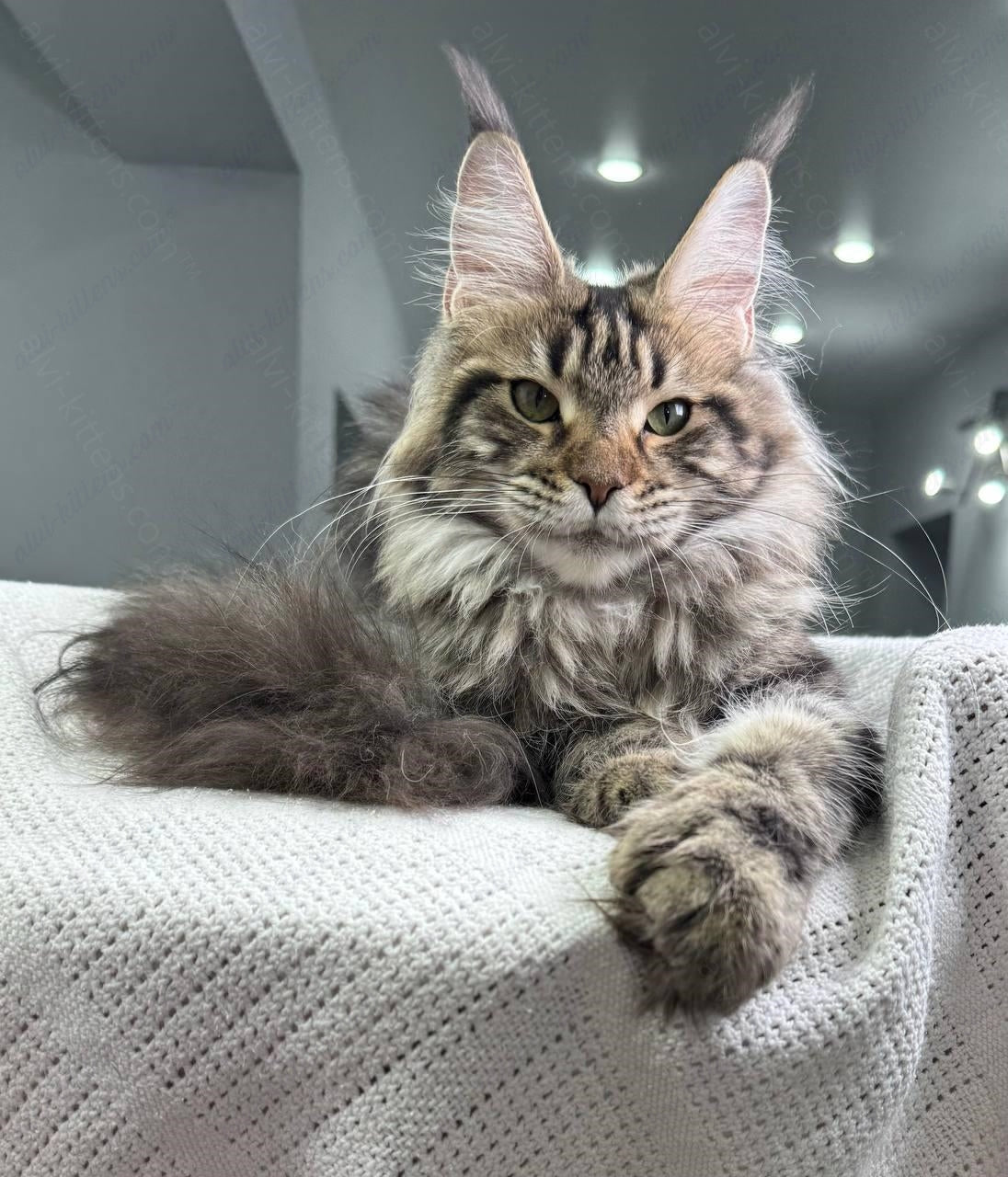 Maine Coon Kitten Name "Ariella"