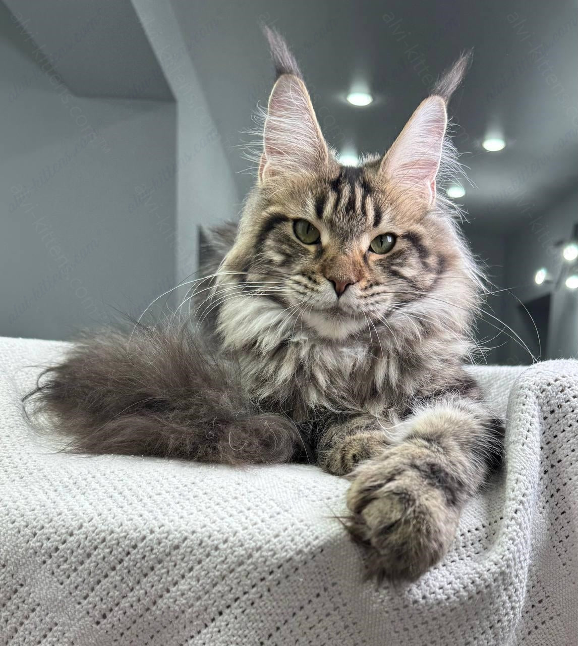 Maine Coon Kitten Name "Ariella"