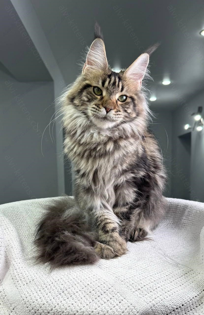Maine Coon Kitten Name "Ariella"