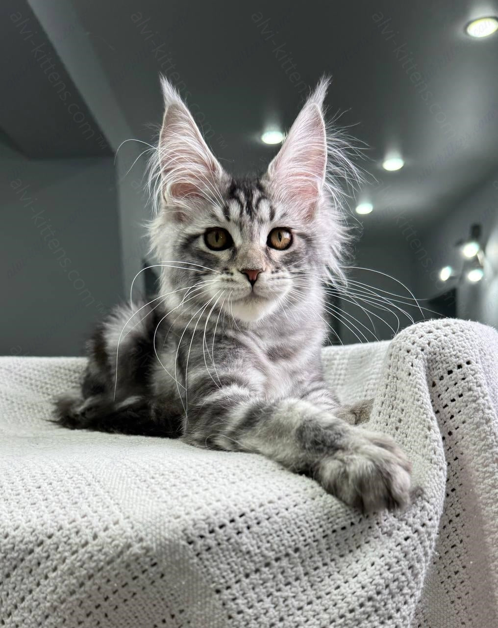 Maine Coon Kitten Name "Dakota"