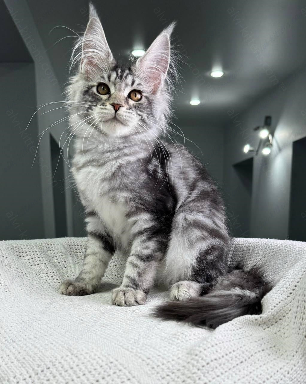 Maine Coon Kitten Name "Dakota"