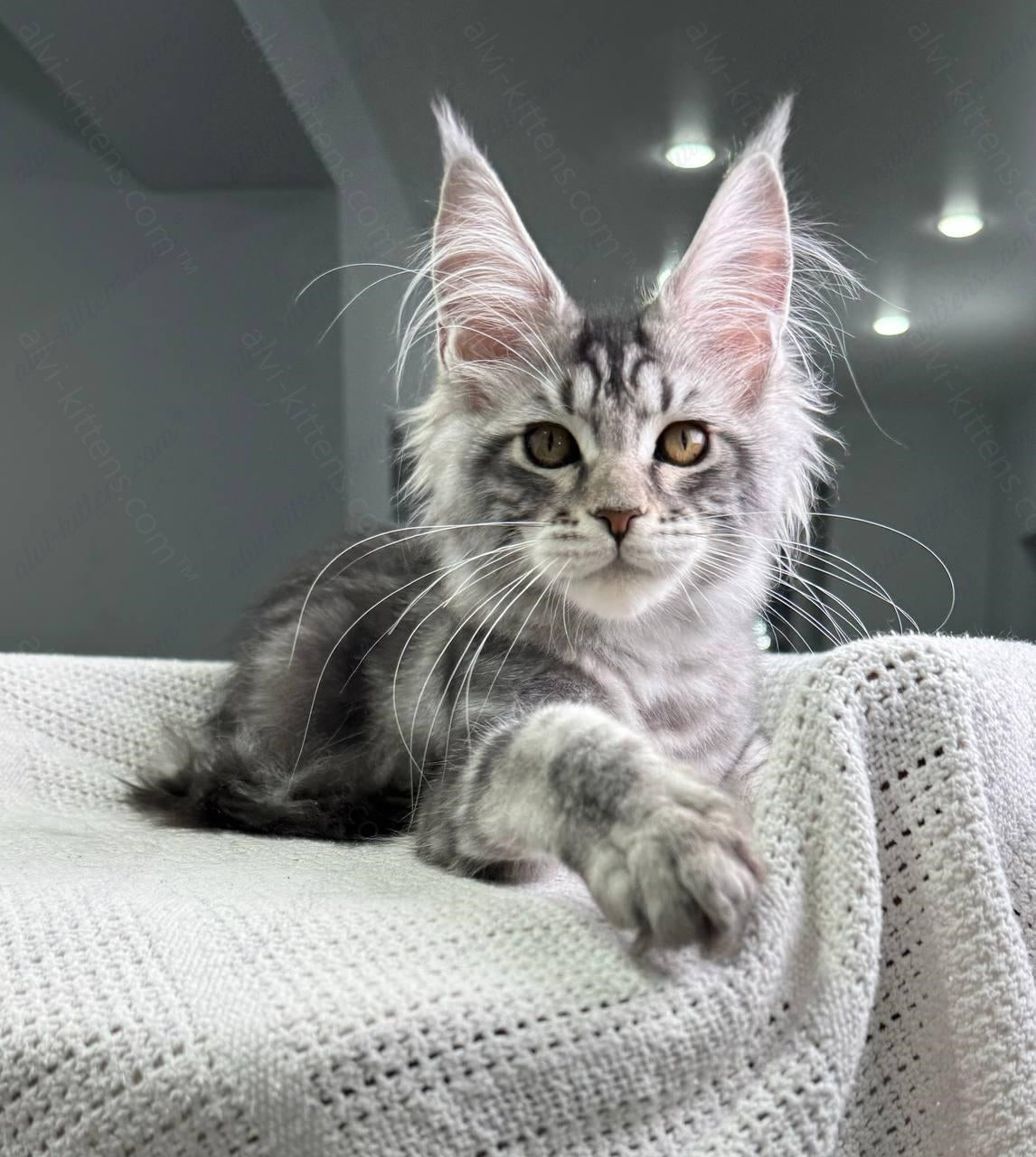 Maine Coon Kitten Name "Dakota"