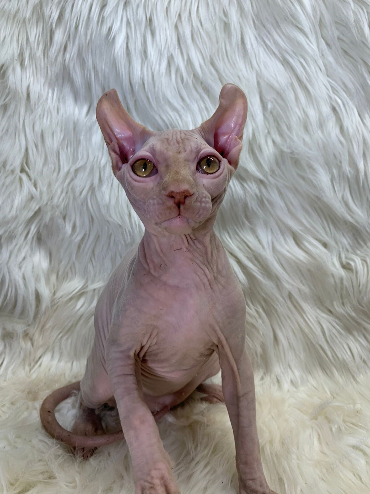 Elf kitten name "Em-03"
