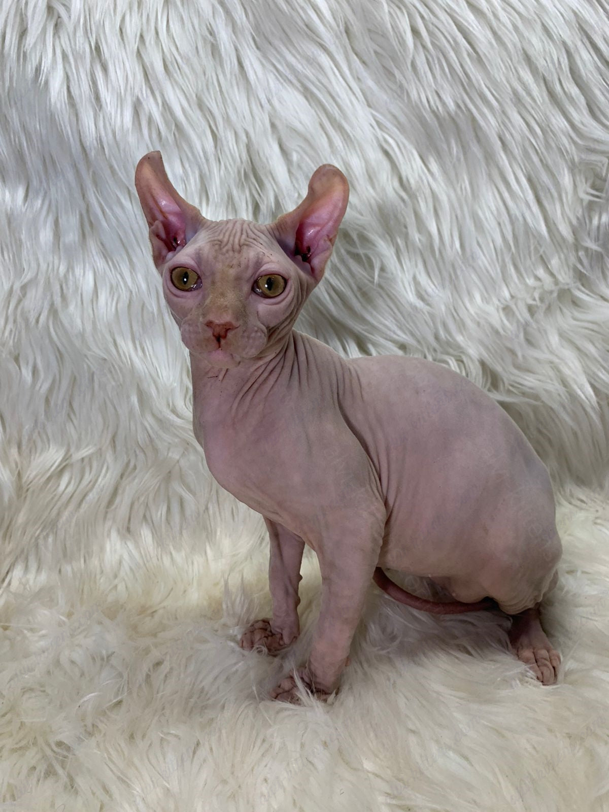 Elf kitten name "Em-03"