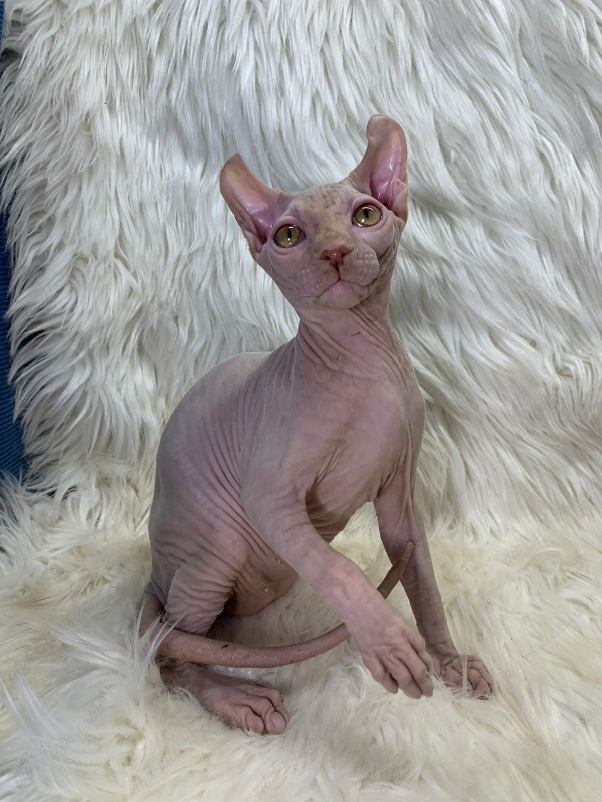 Elf kitten name "Em-03"