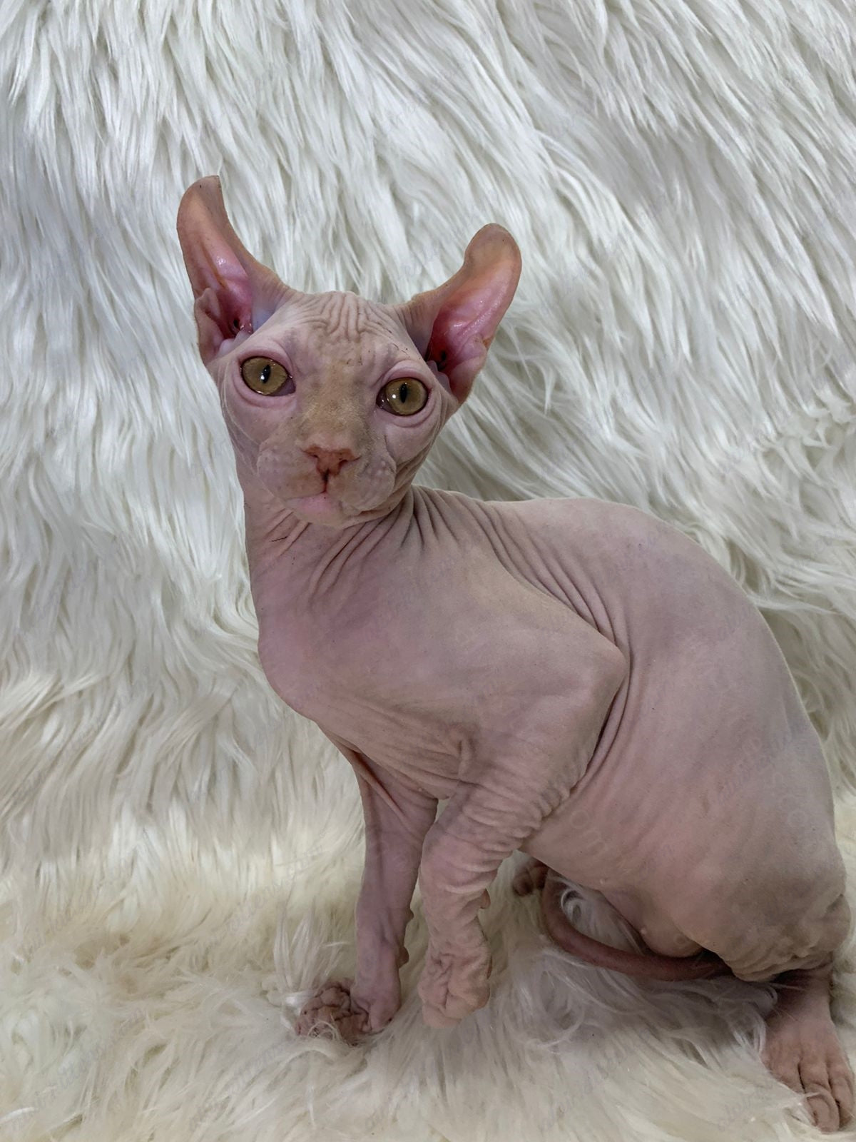 Elf kitten name "Em-03"