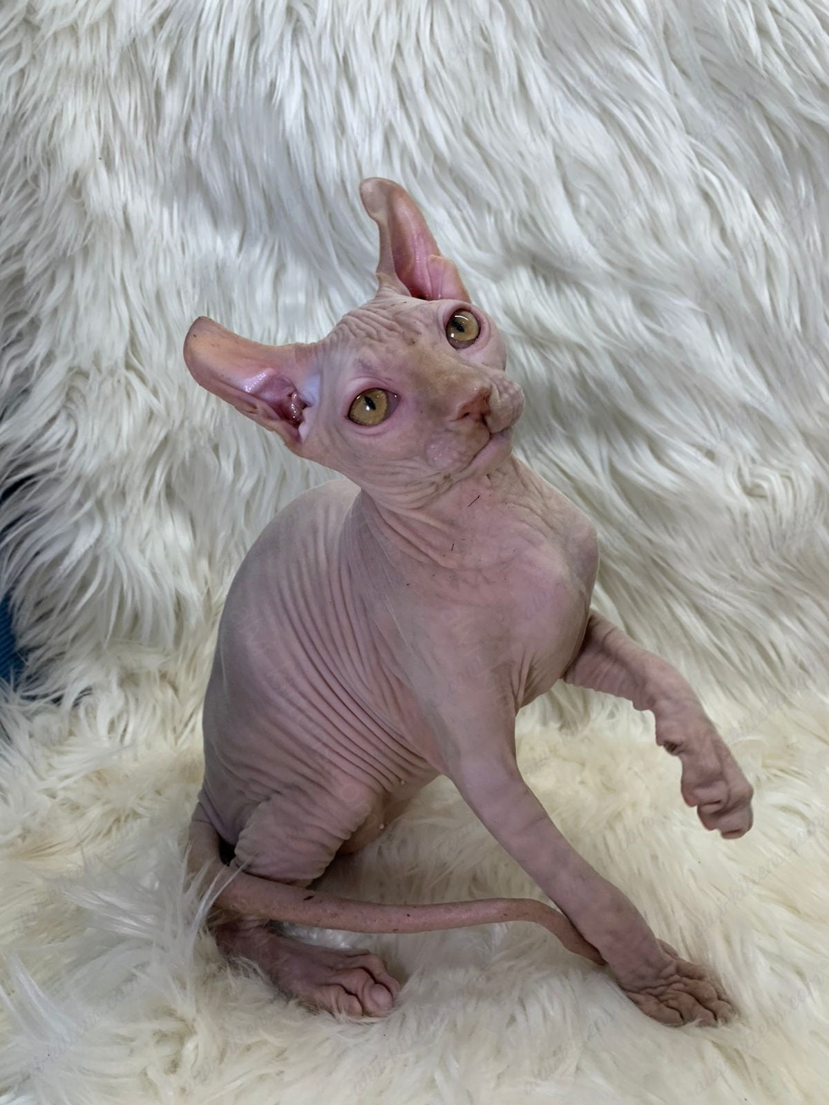Elf kitten name "Em-03"