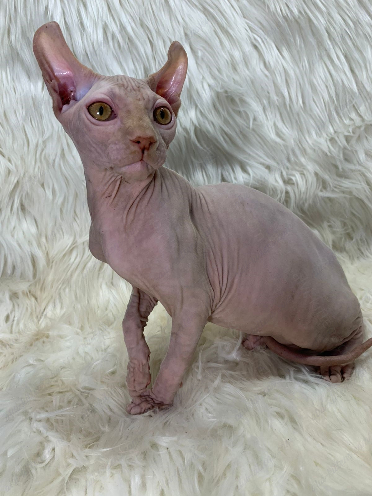 Elf kitten name "Em-03"