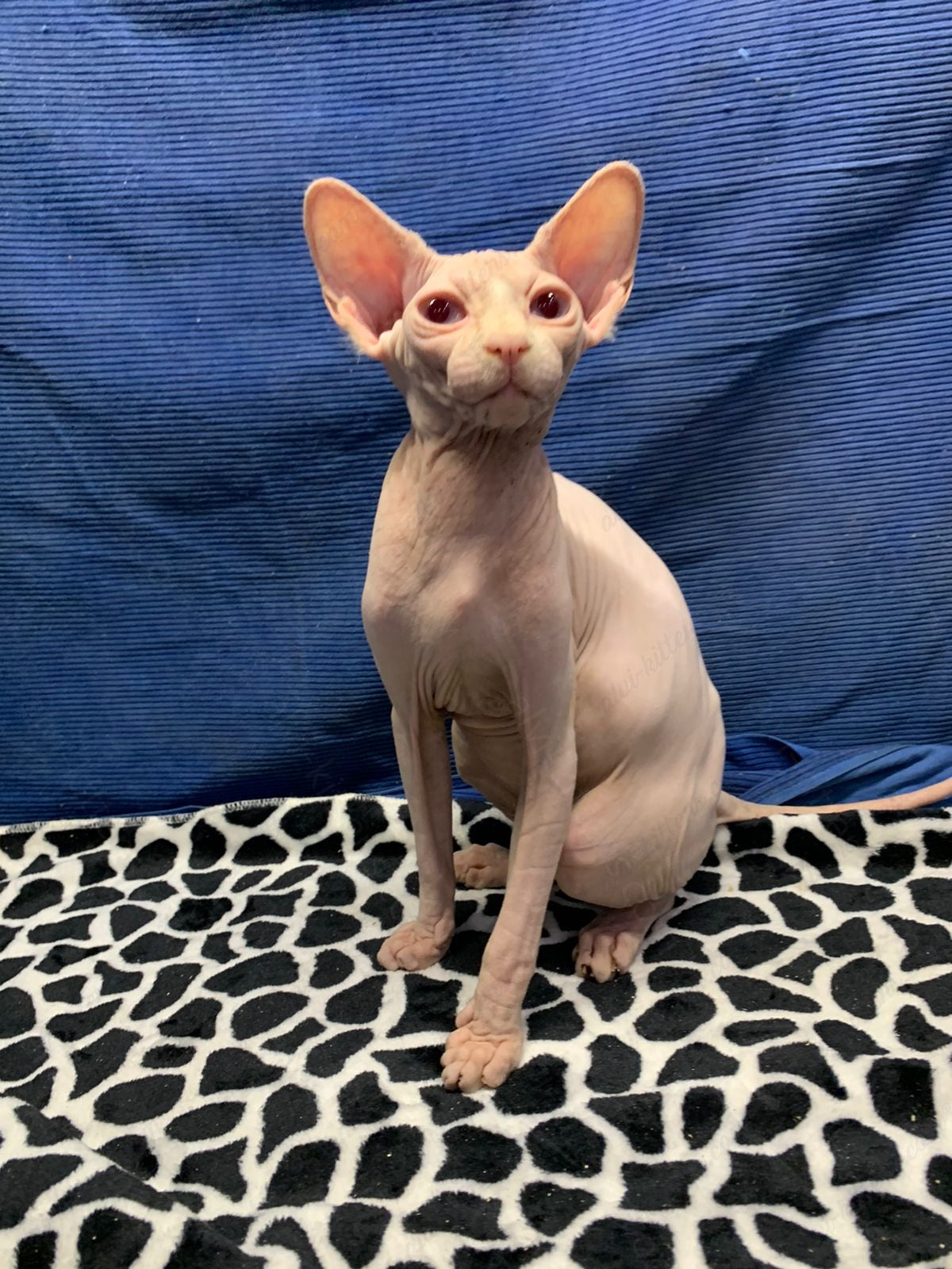 Canadian Sphynx Kitten "Masha"