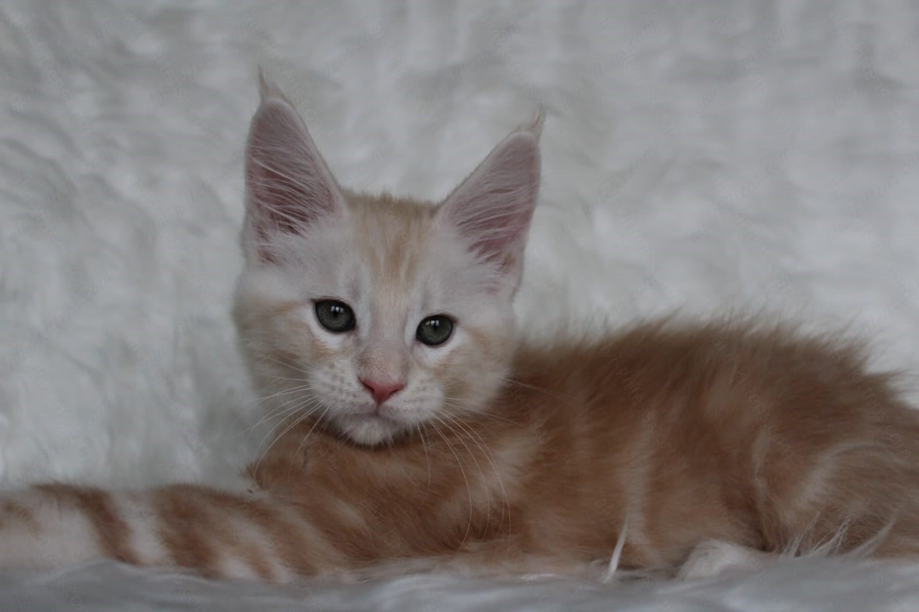 Maine Coon Kitten Name "Quest"