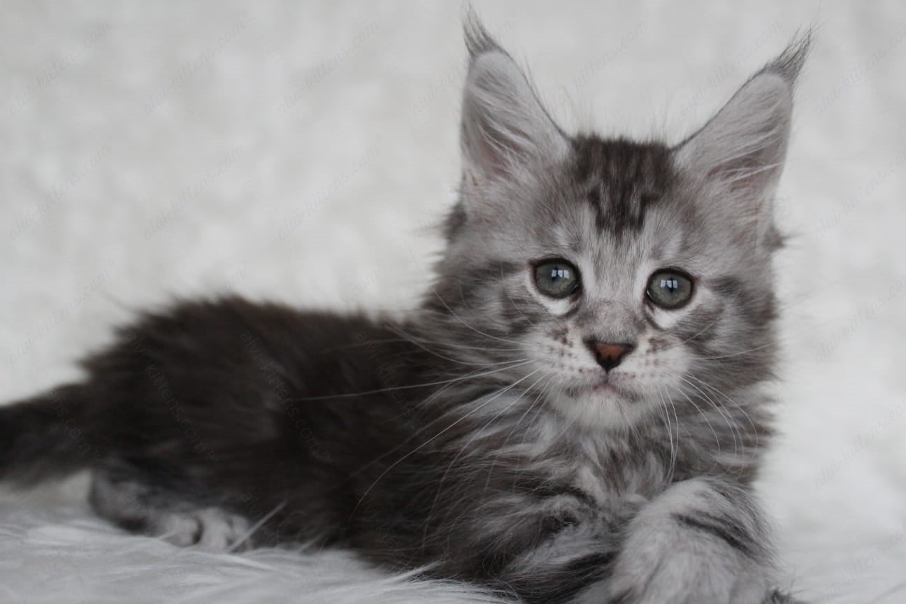Maine Coon Kitten Name "Richy"