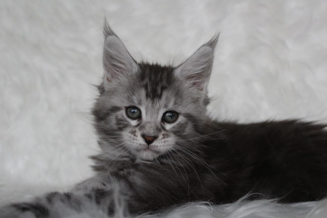 Maine Coon Kitten Name "Richy"