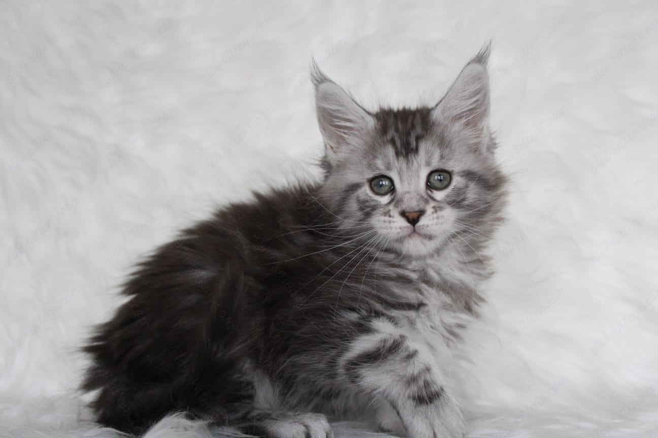 Maine Coon Kitten Name "Richy"