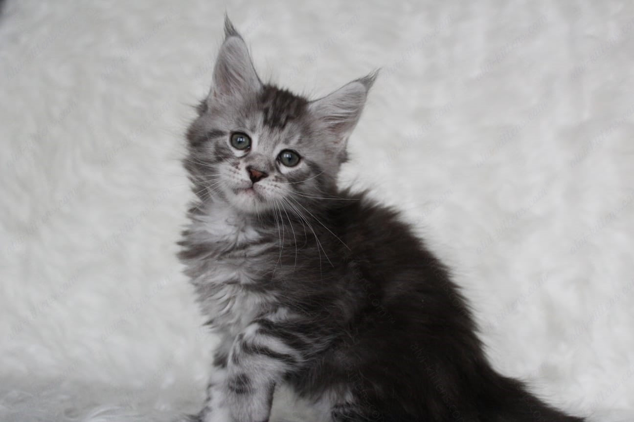Maine Coon Kitten Name "Richy"