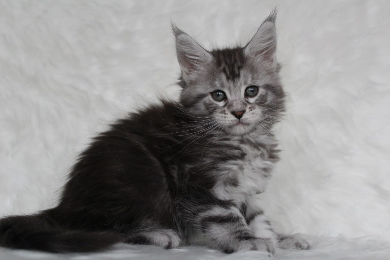 Maine Coon Kitten Name "Richy"