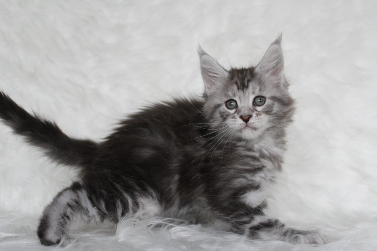 Maine Coon Kitten Name "Richy"