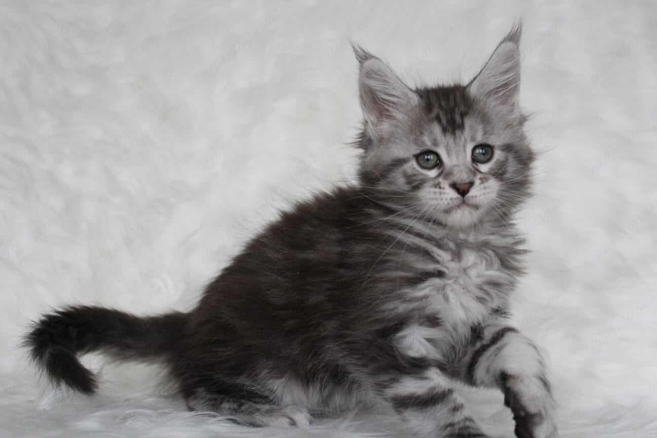 Maine Coon Kitten Name "Richy"