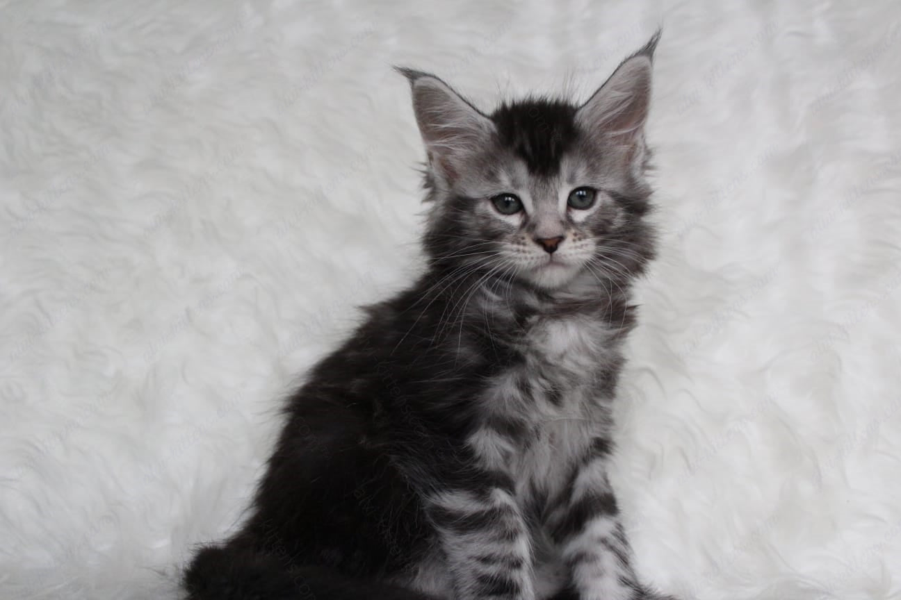 Maine Coon Kitten Name "Roxy"