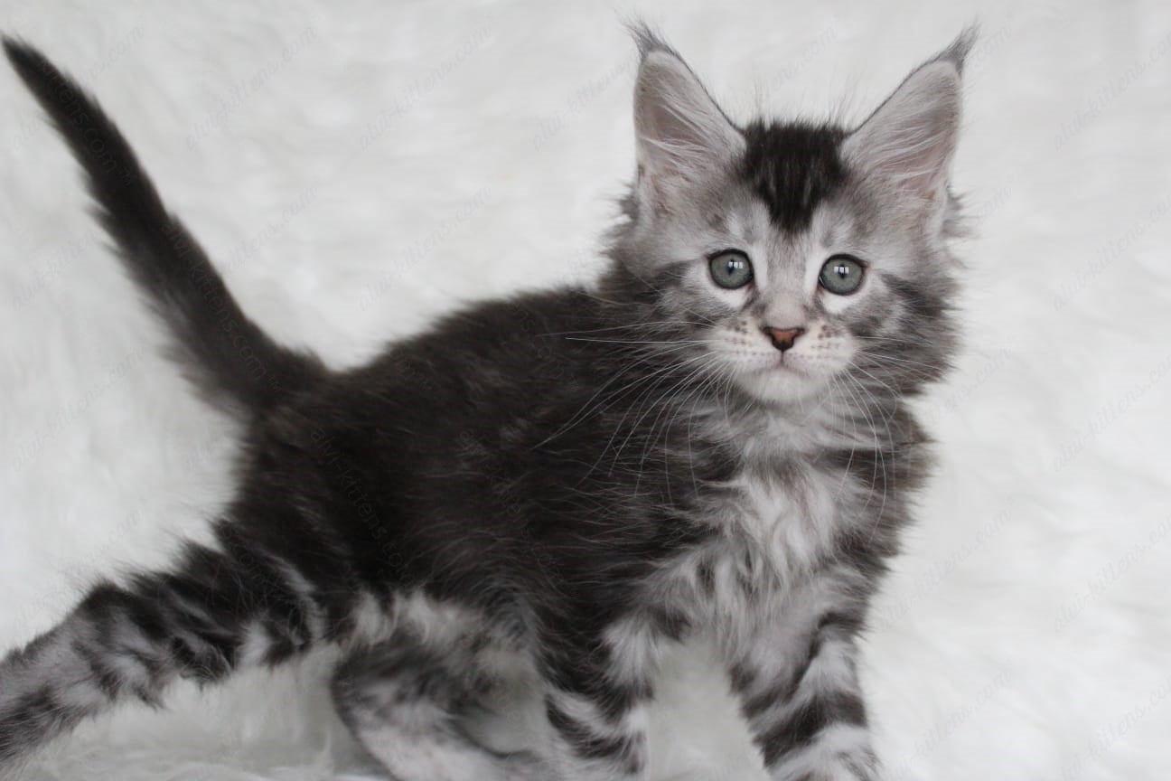Maine Coon Kitten Name "Roxy"