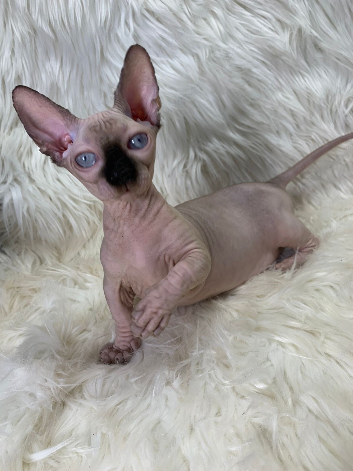 Bambino Kitten Name "Zena"