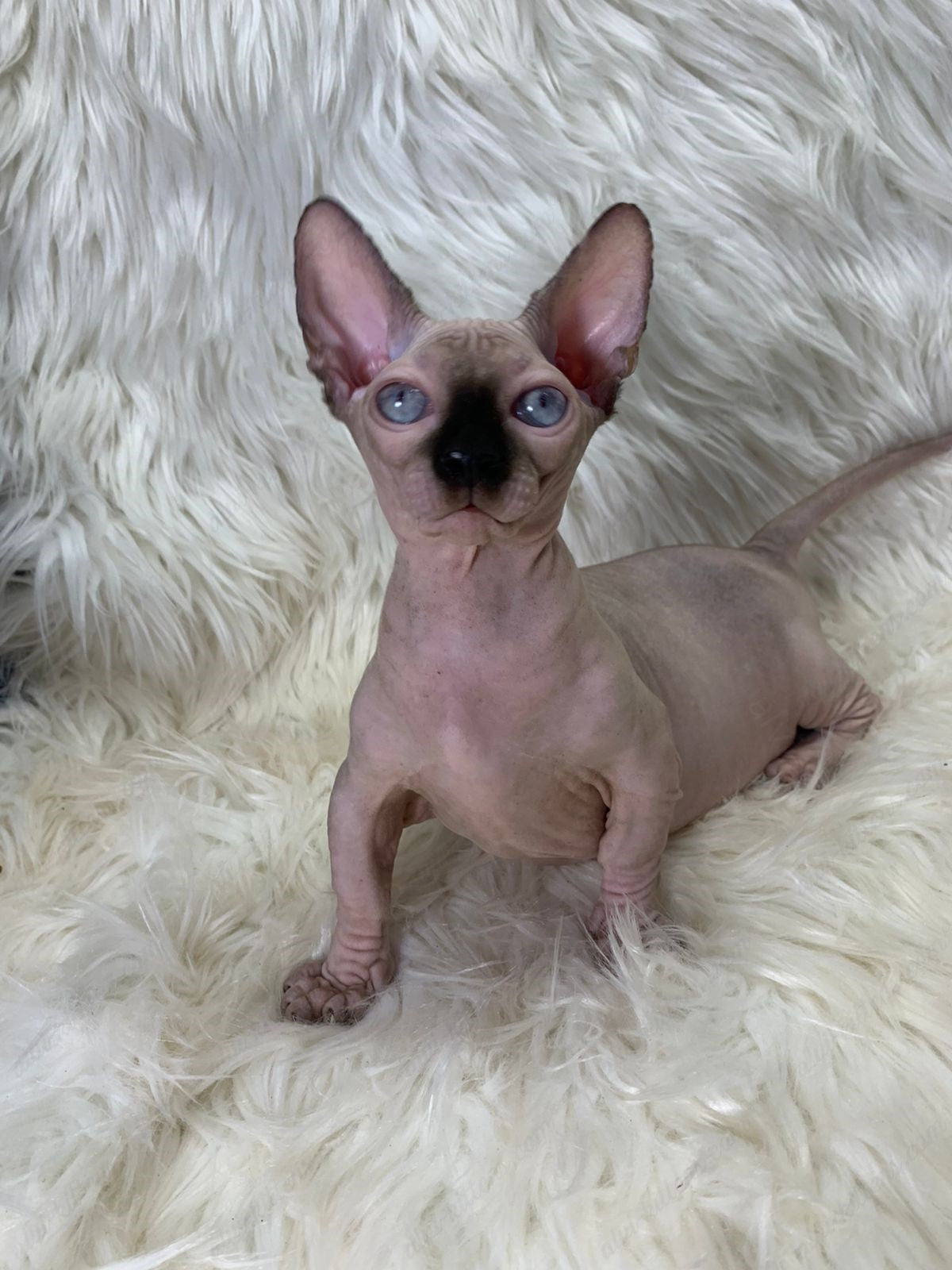 Bambino Kitten Name "Zena"