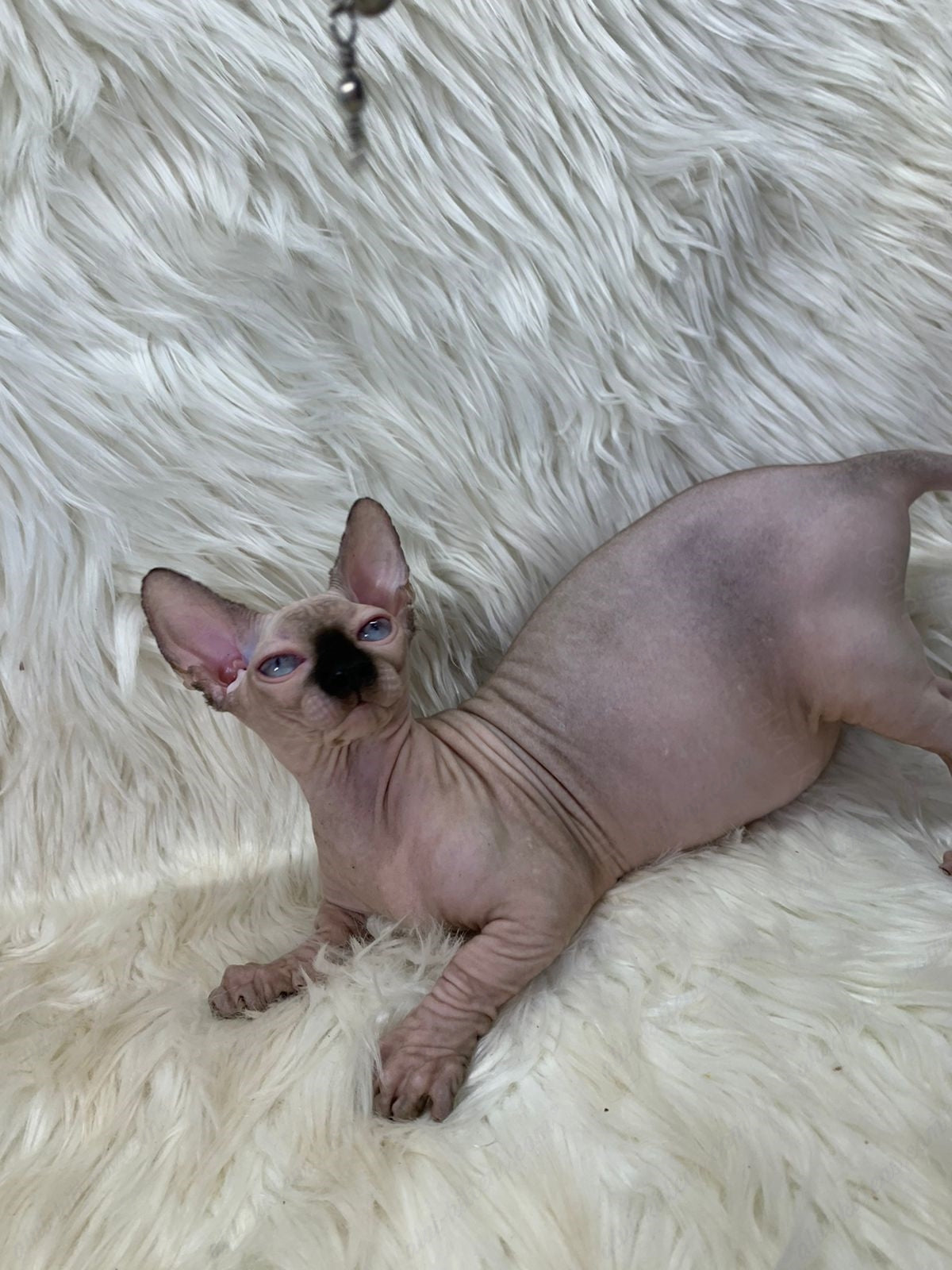 Bambino Kitten Name "Zena"