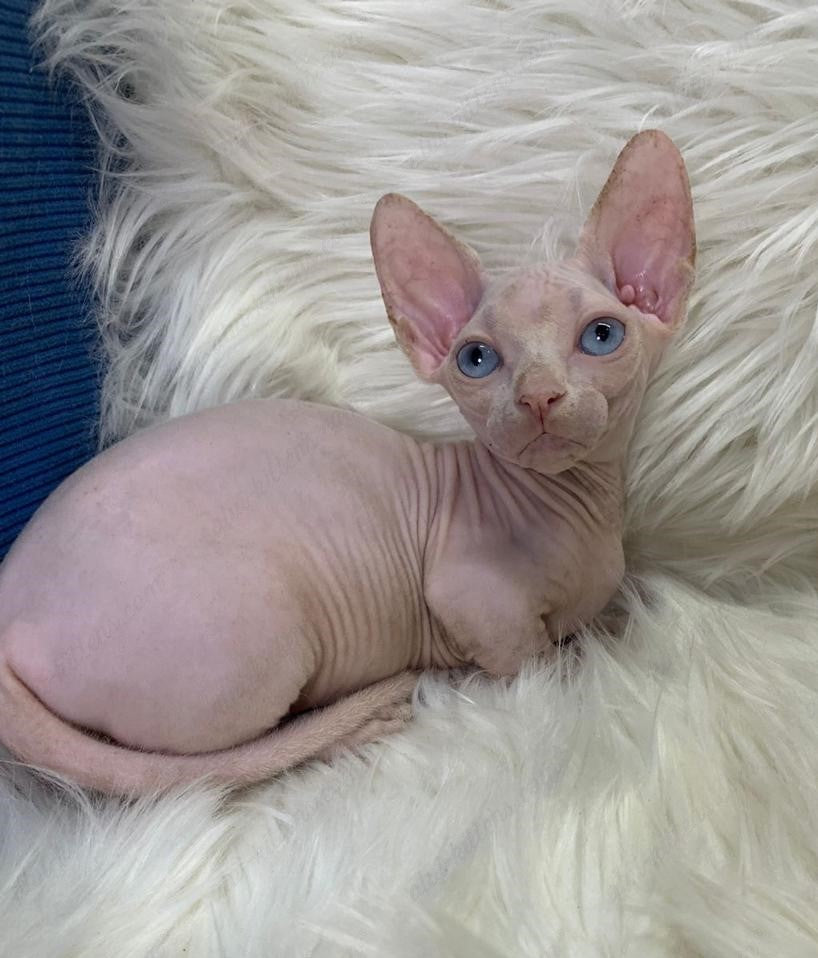 Bambino Kitten Name "Zina"
