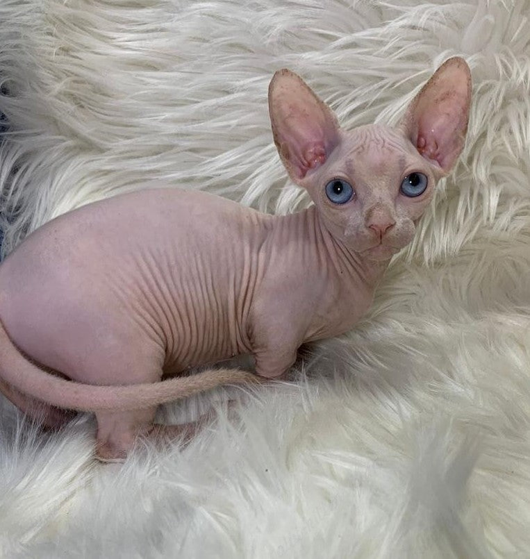 Bambino Kitten Name "Zina"